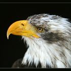 Junger Weißkopf-Seeadler