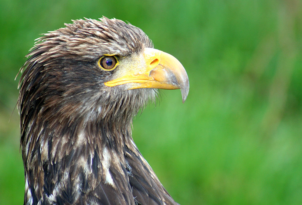 junger Weißkopf-Seeadler