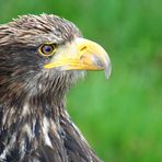 junger Weißkopf-Seeadler