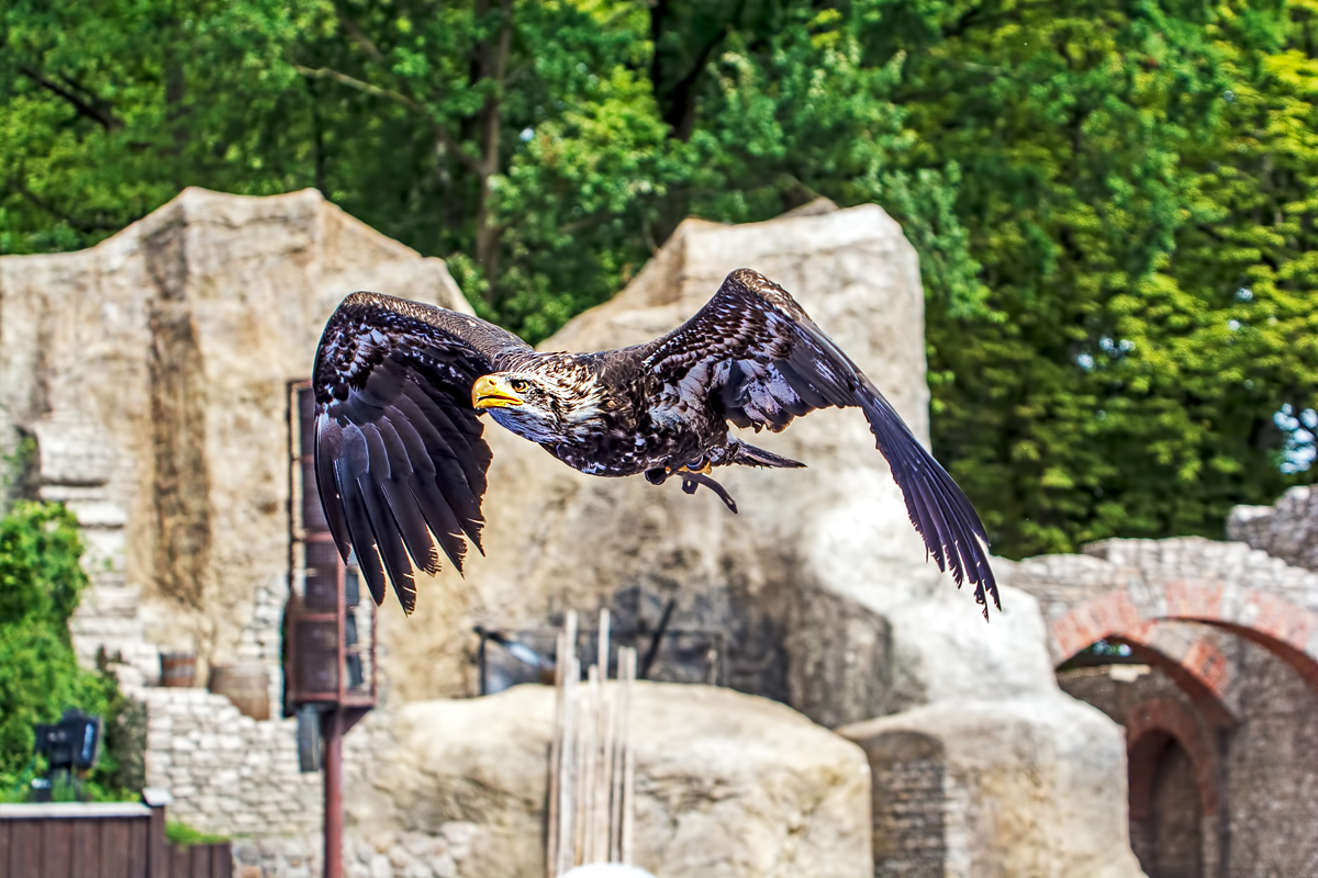 Junger Weißkopf Seeadler