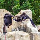 Junger Weißkopf Seeadler