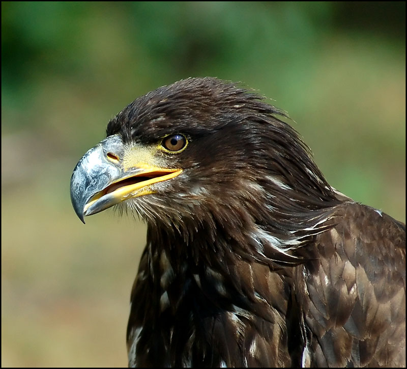 " Junger Weißkopf Seeadler "