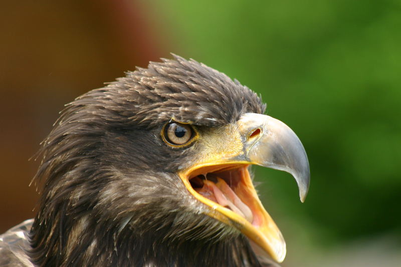 Junger weißkopfseadler