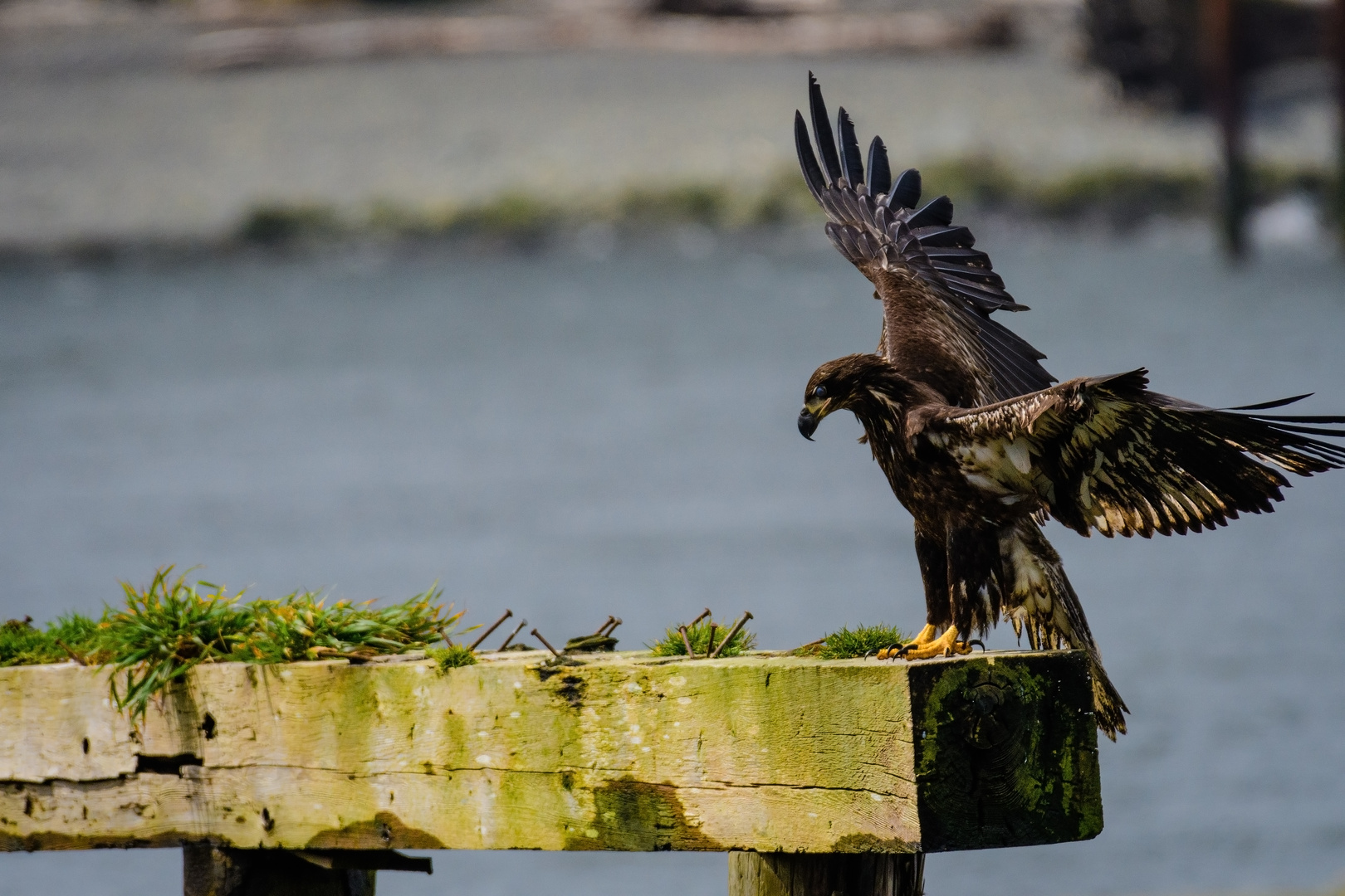 junger Weißkopfseadler