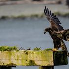 junger Weißkopfseadler