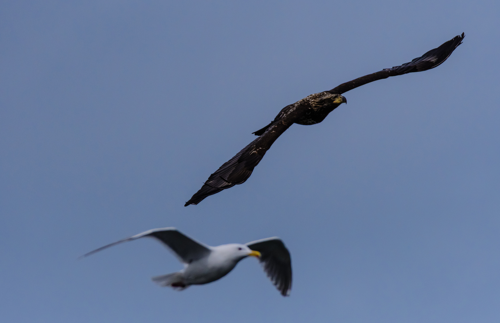 junger Weißkopfseadler im Flug