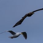 junger Weißkopfseadler im Flug