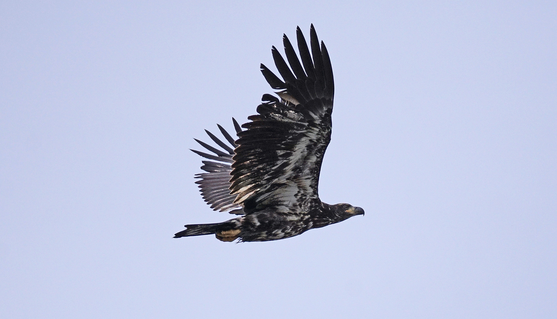 Junger Weisskopfsee Adler