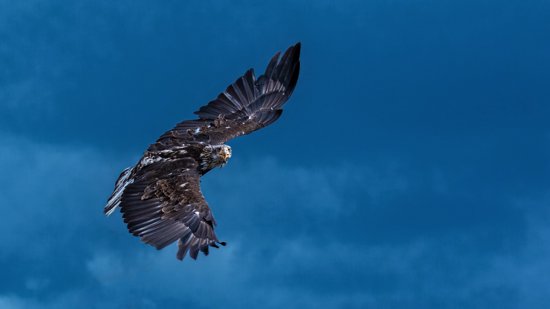 Junger Weißkopfseeadler 004a