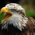 Junger Weißkopfseeadler