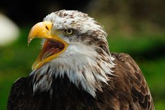 Junger Weißkopfseeadler