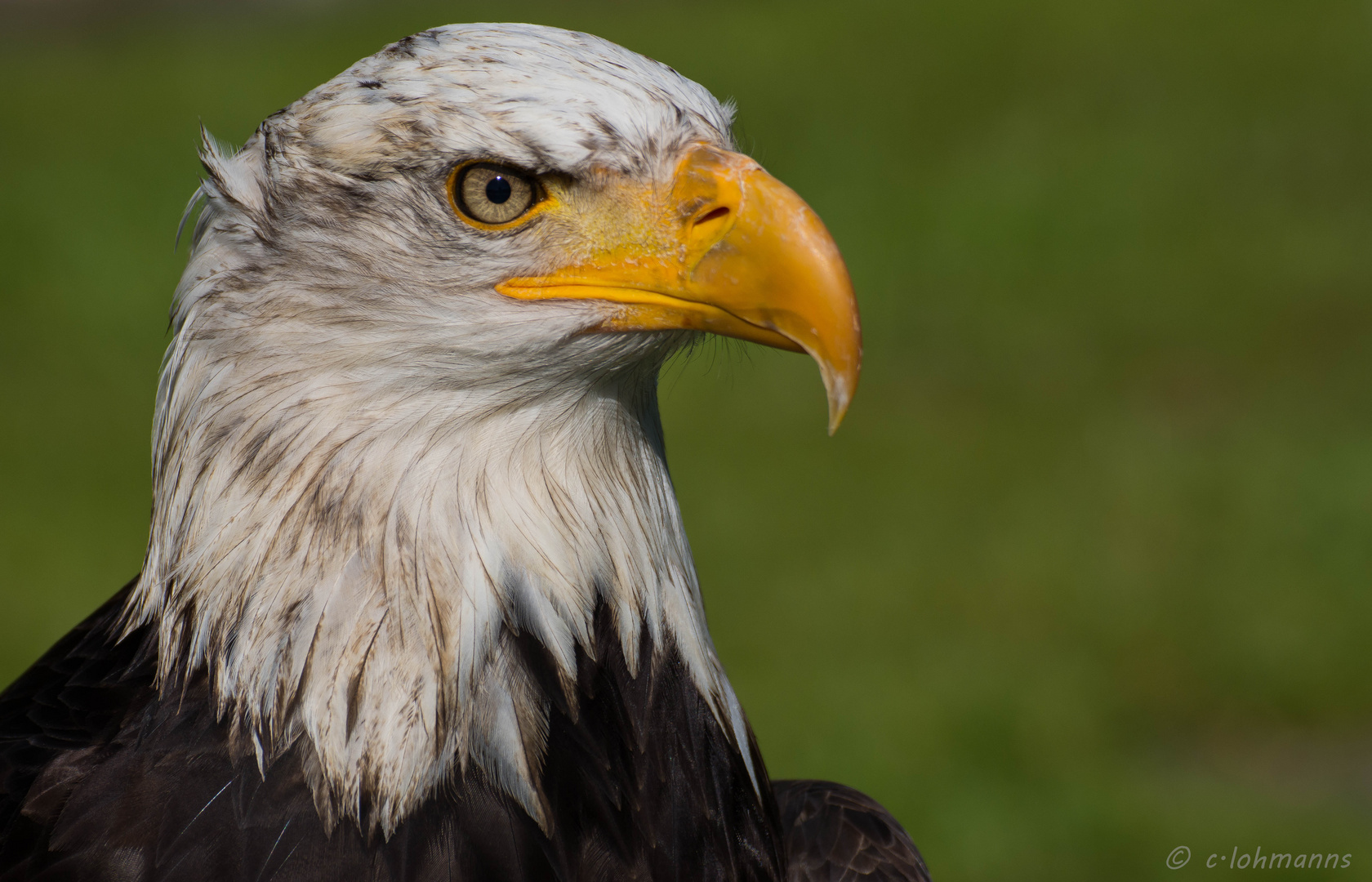 junger Weißkopfseeadler 