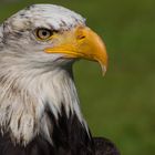 junger Weißkopfseeadler 