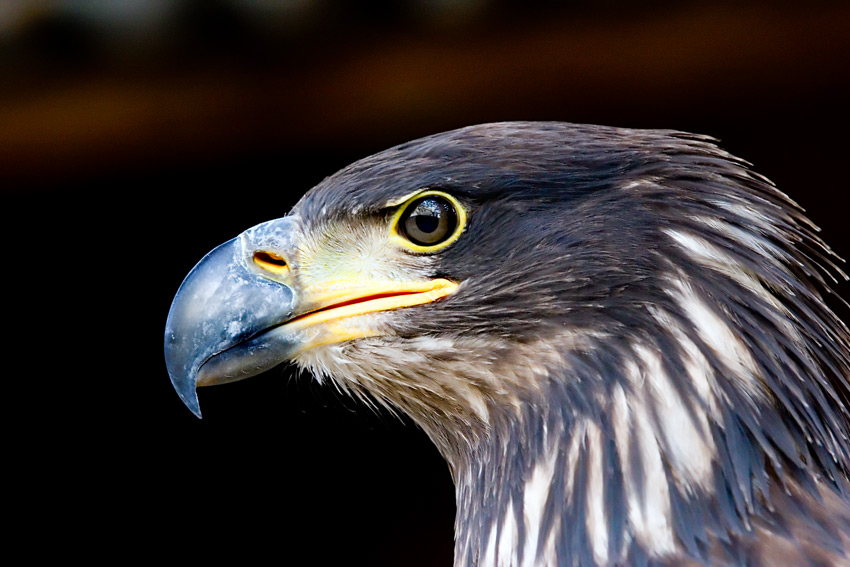 junger weisskopfseeadler