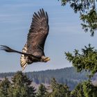 Junger Weißkopfseeadler 1