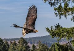 Junger Weißkopfseeadler 1