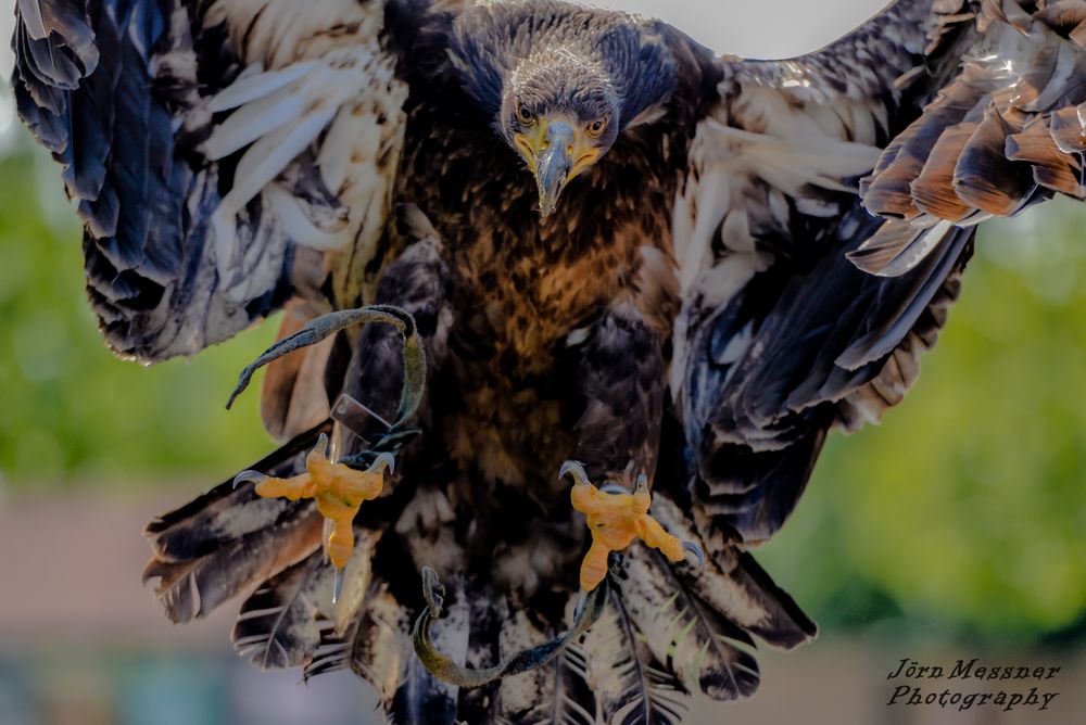 Junger Weißkopfseeadler