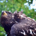 Junger Weißkopfseeadler