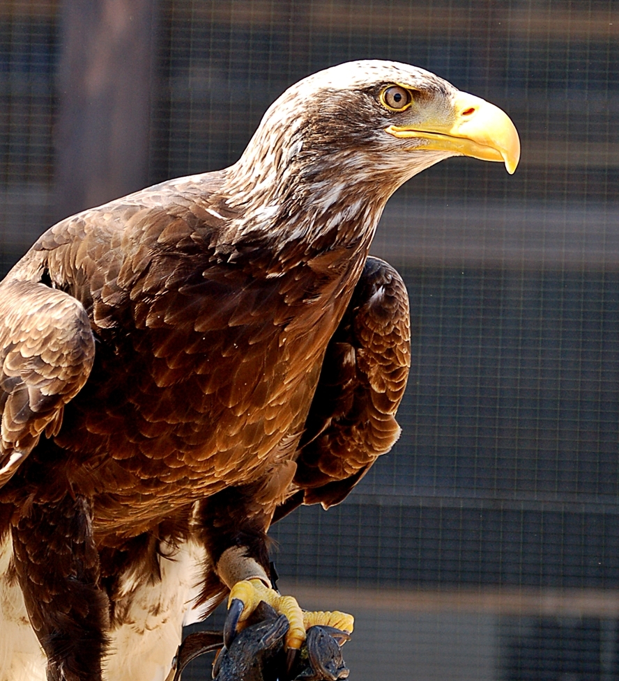 junger Weißkopfseeadler