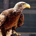 junger Weißkopfseeadler