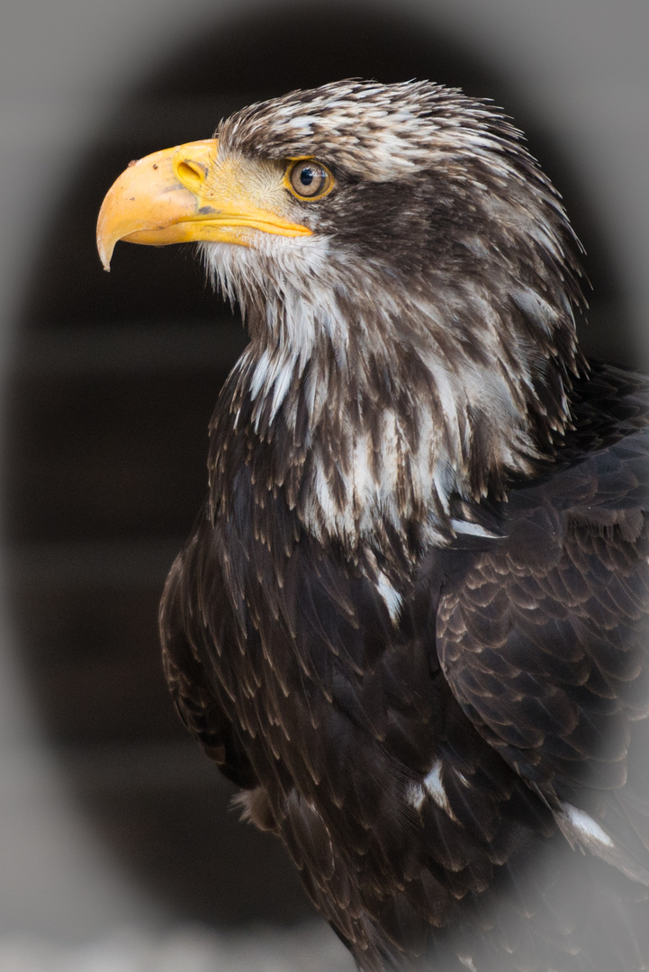 Junger Weißkopfseeadler