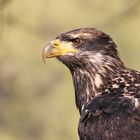 Junger Weißkopfseeadler