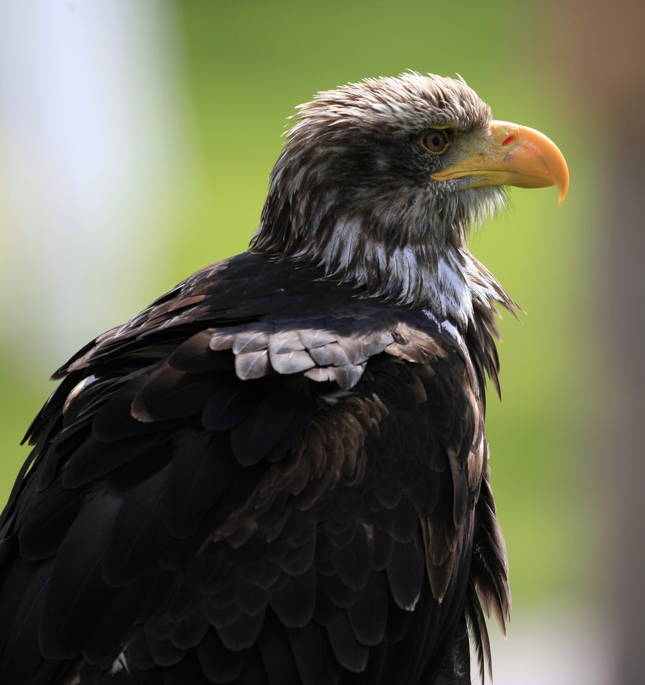 Junger Weisskopfseeadler