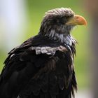 Junger Weisskopfseeadler