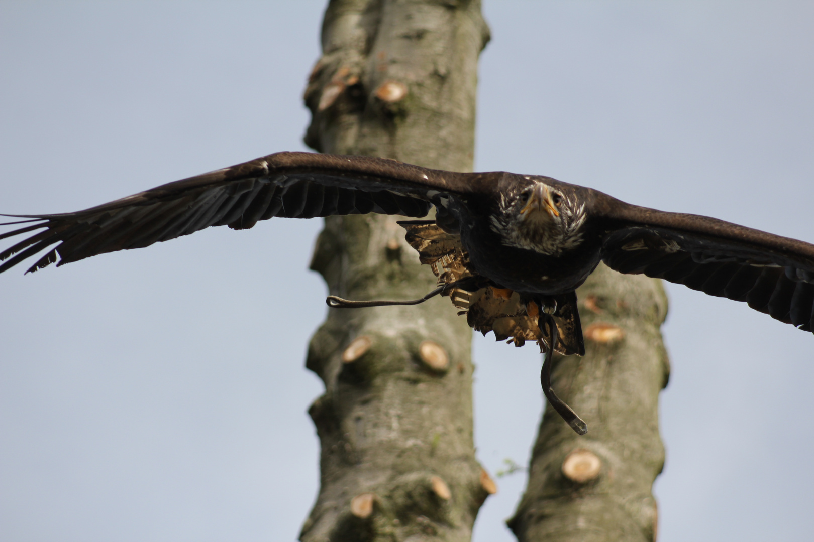 junger Weißkopfseeadler