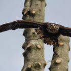 junger Weißkopfseeadler