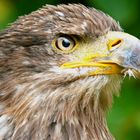 Junger Weißkopfseeadler 2