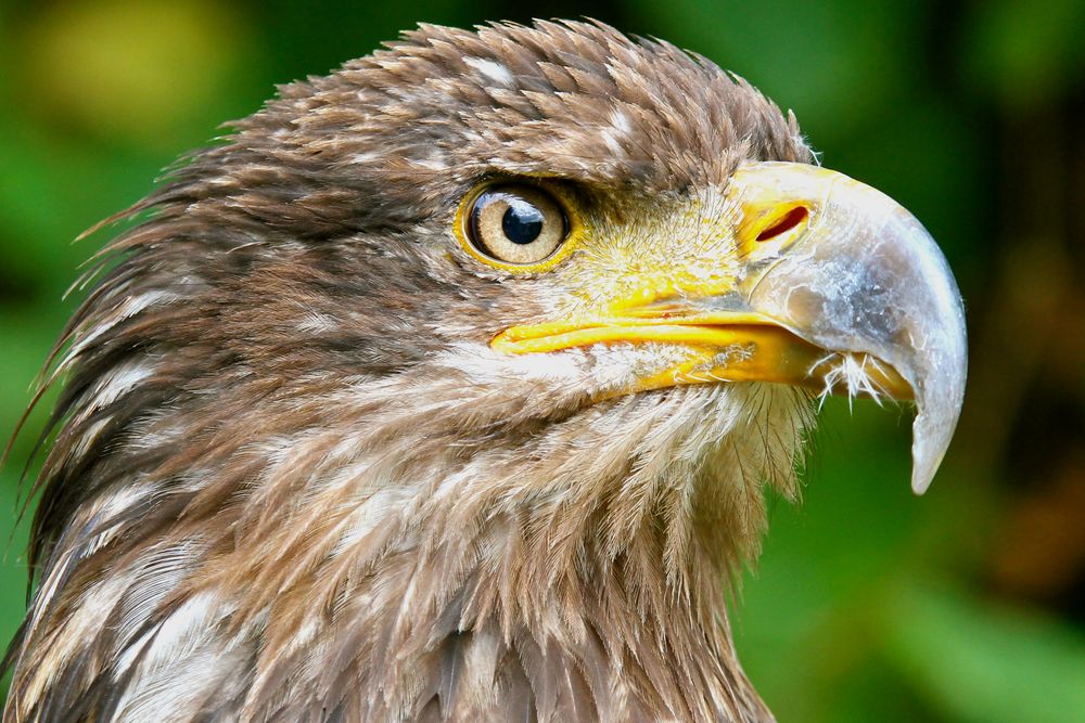 Junger Weißkopfseeadler 2