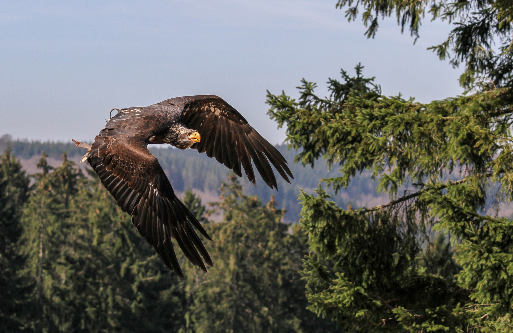 Junger Weißkopfseeadler 2