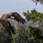 Junger Weißkopfseeadler 2