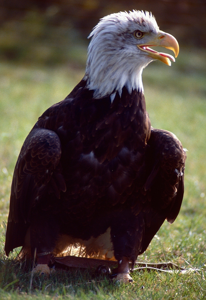 Junger Weisskopfseeadler (2)