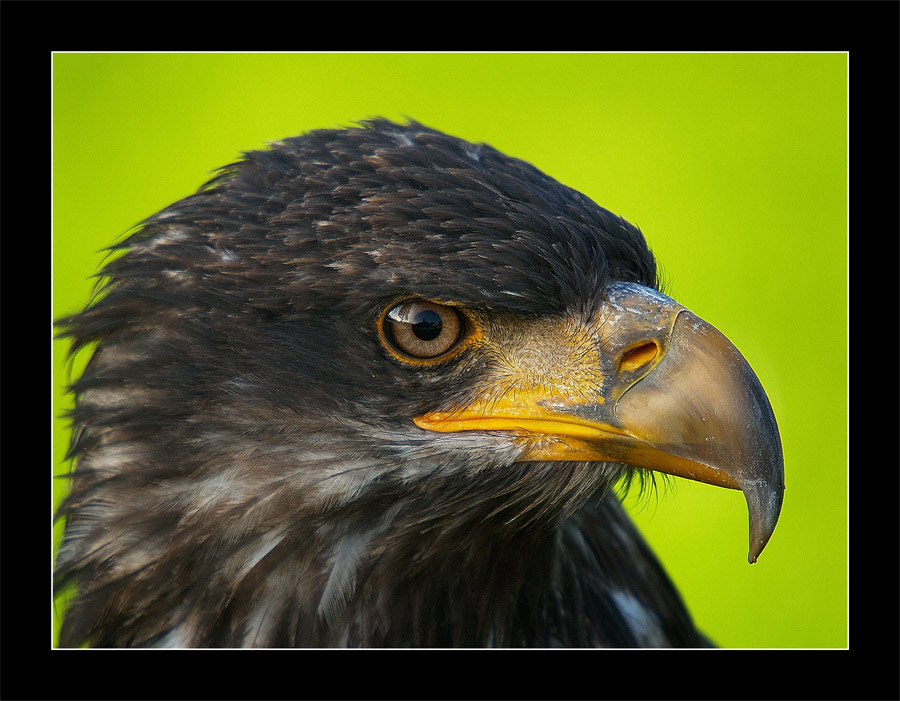 Junger Weißkopfseeadler