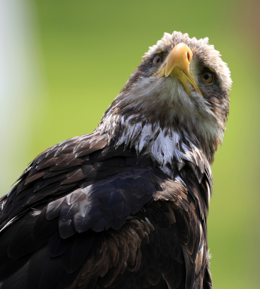 junger Weißkopfseeadler