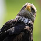 junger Weißkopfseeadler