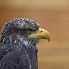 Junger Weißkopfseeadler