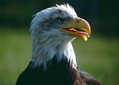 Junger Weisskopfseeadler (3)