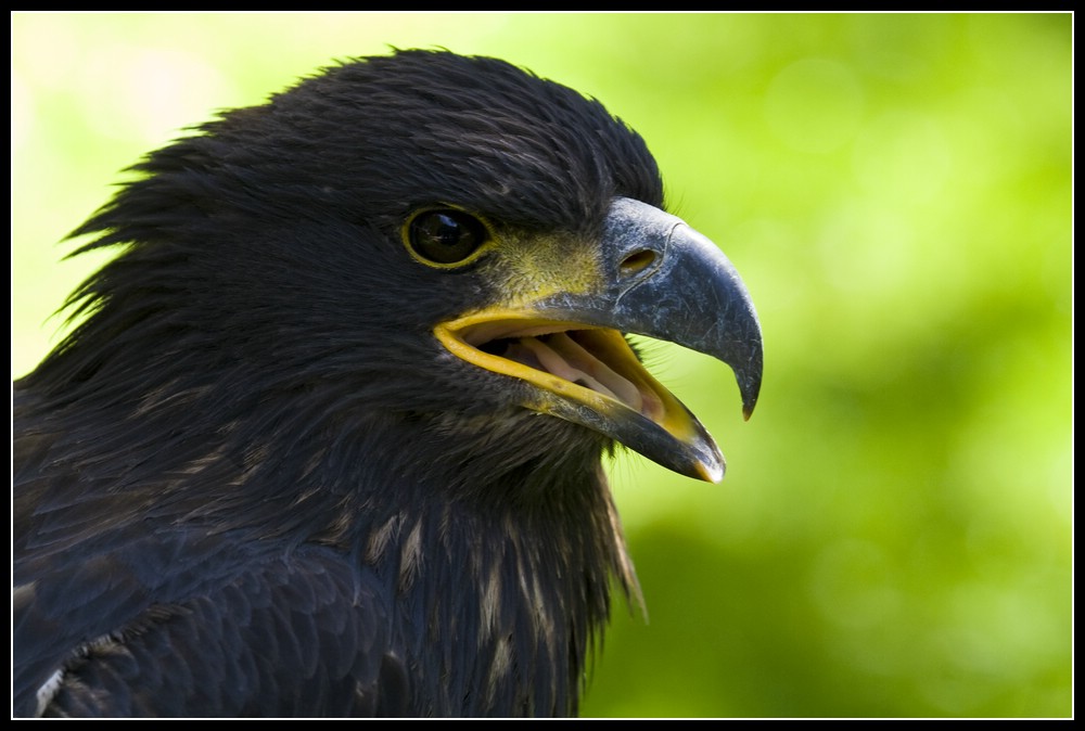 Junger Weißkopfseeadler