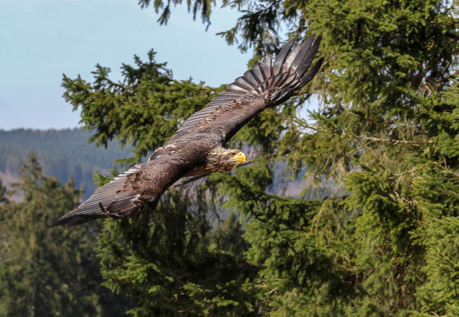 Junger Weißkopfseeadler 4