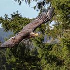 Junger Weißkopfseeadler 4