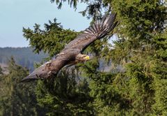 Junger Weißkopfseeadler 4