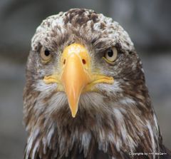 junger Weißkopfseeadler