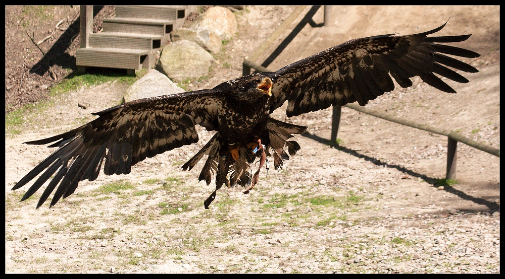 Junger Weißkopfseeadler