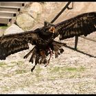 Junger Weißkopfseeadler