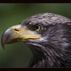 Junger Weißkopfseeadler