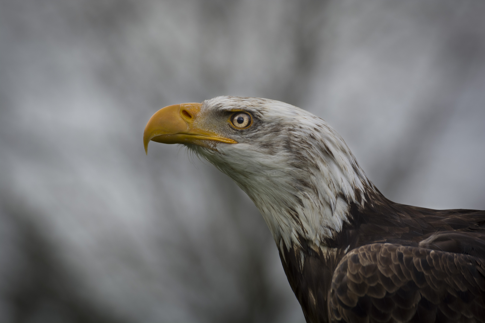 Junger Weißkopfseeadler