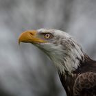 Junger Weißkopfseeadler